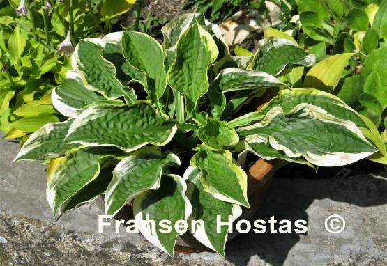 Hosta Lakeside Dimpled Darling